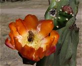 Cactusbloem met wesp